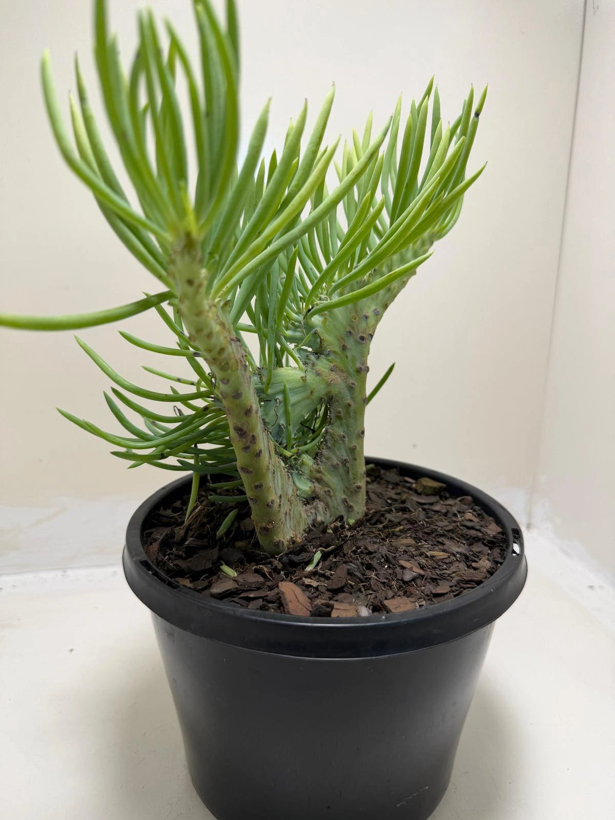 Mermaid Tail : Crested Senecio Talinoides - Narrow Leaf Chalk Stick #217