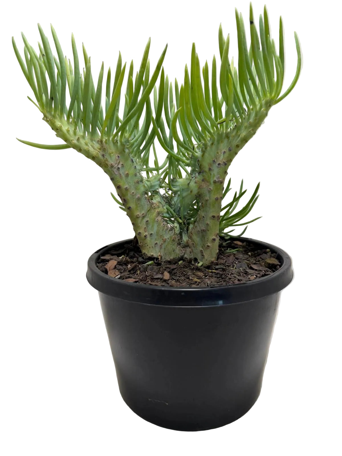 Mermaid Tail : Crested Senecio Talinoides - Narrow Leaf Chalk Stick #217