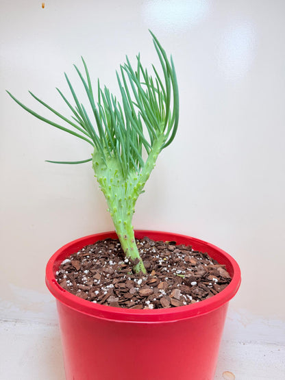 Mermaid Tail : Crested Senecio Talinoides - Narrow Leaf Chalk Stick #407