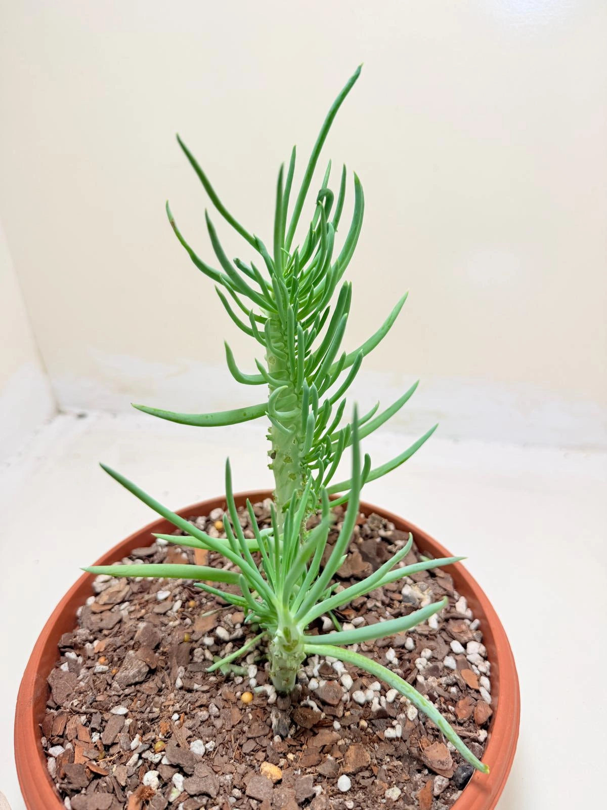 Mermaid Tail : Crested Senecio Talinoides - Narrow Leaf Chalk Stick #219