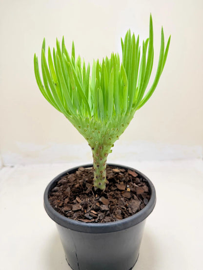 Mermaid Tail : Crested Senecio Talinoides - Narrow Leaf Chalk Stick #209