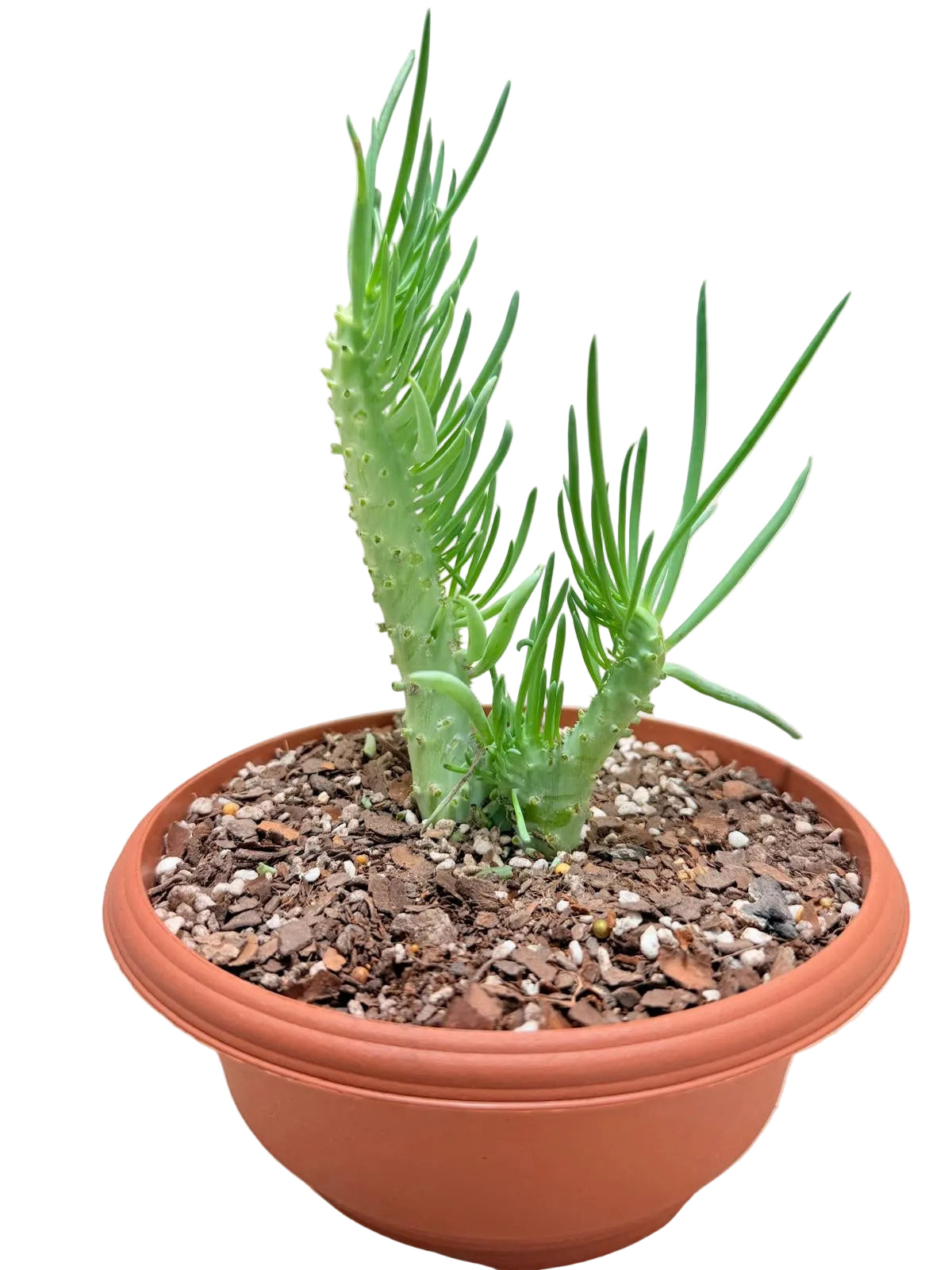 Mermaid Tail : Crested Senecio Talinoides - Narrow Leaf Chalk Stick #219