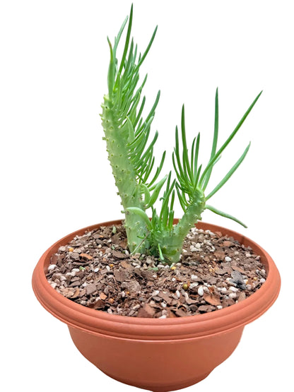Mermaid Tail : Crested Senecio Talinoides - Narrow Leaf Chalk Stick #219