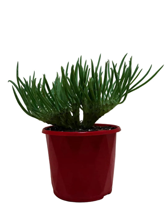 Senecio Talinoides Mermaids Tail #107