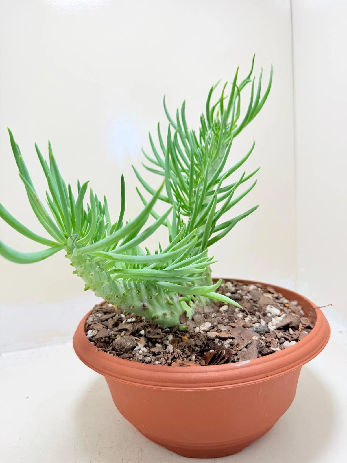 Mermaid Tail : Crested Senecio Talinoides - Narrow Leaf Chalk Stick #210