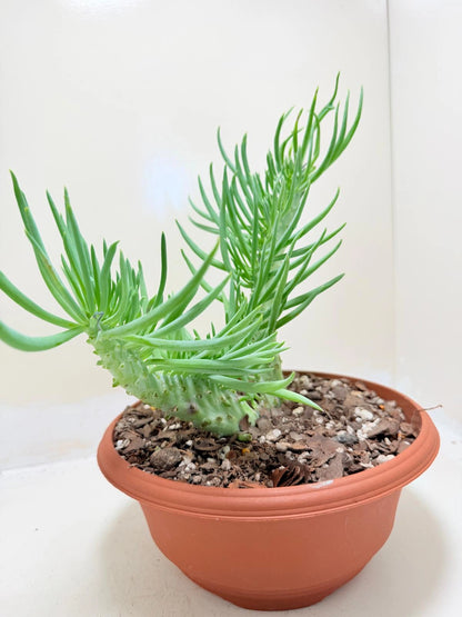 Mermaid Tail : Crested Senecio Talinoides - Narrow Leaf Chalk Stick #210