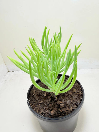 Mermaid Tail : Crested Senecio Talinoides - Narrow Leaf Chalk Stick #207