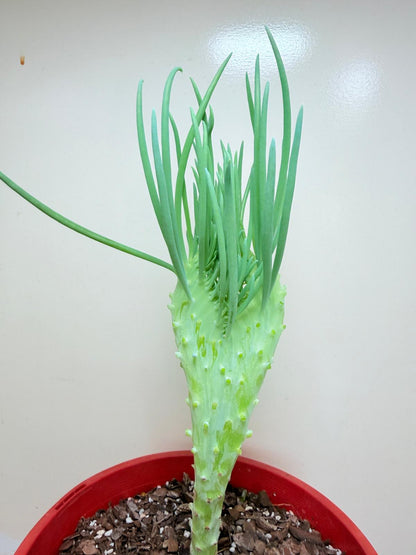 Senecio Talinoides Mermaids Tail #409