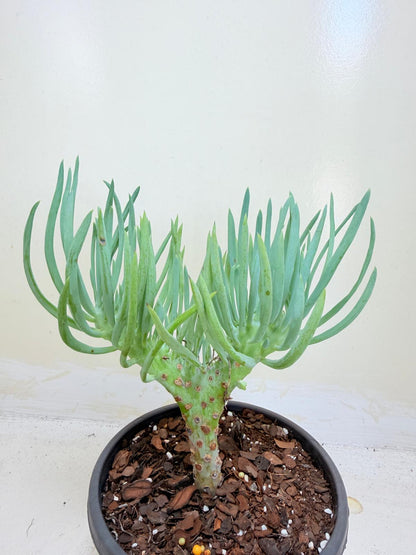 Mermaid Tail : Crested Senecio Talinoides - Narrow Leaf Chalk Stick #405