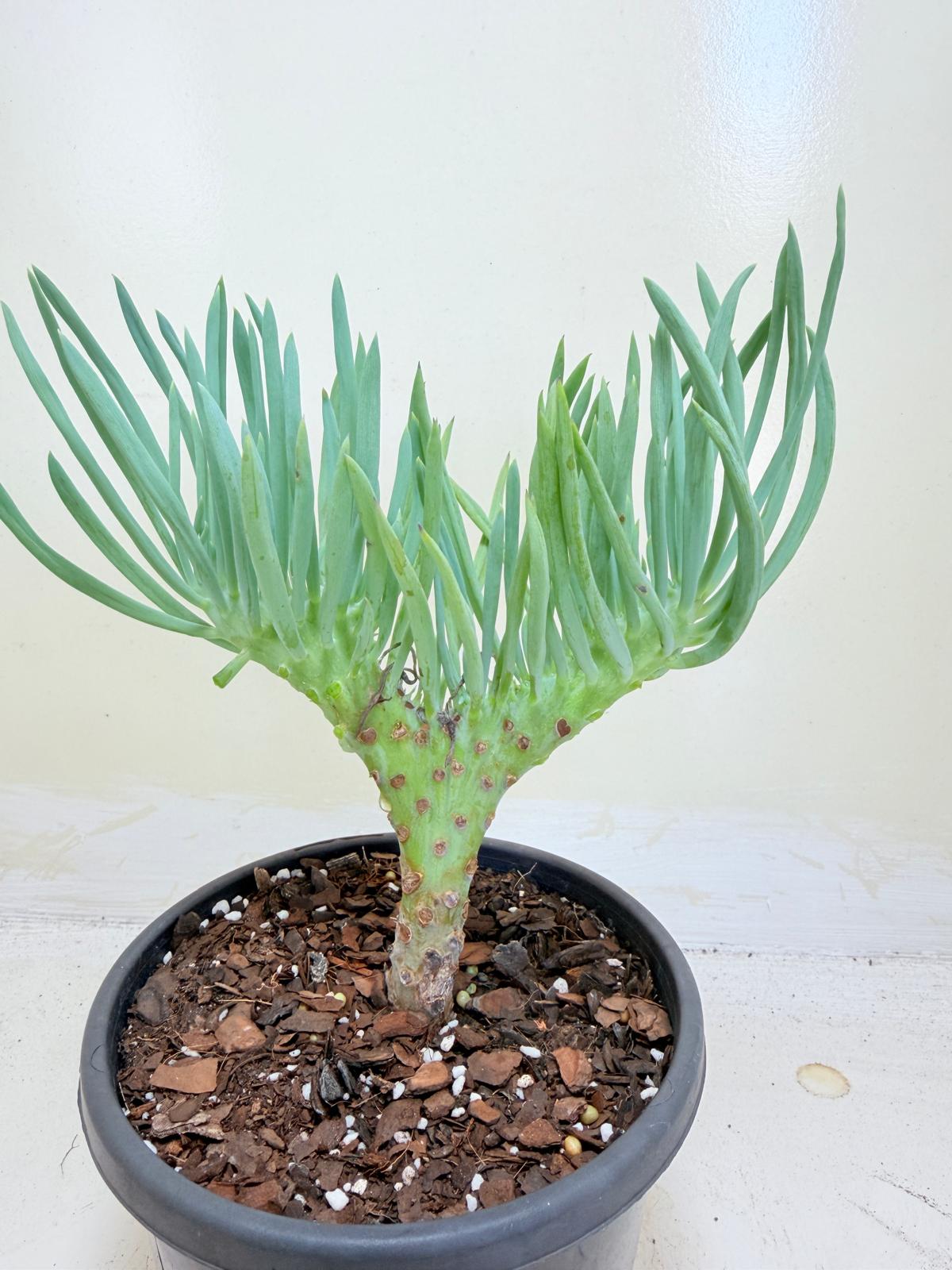 Mermaid Tail : Crested Senecio Talinoides - Narrow Leaf Chalk Stick #405