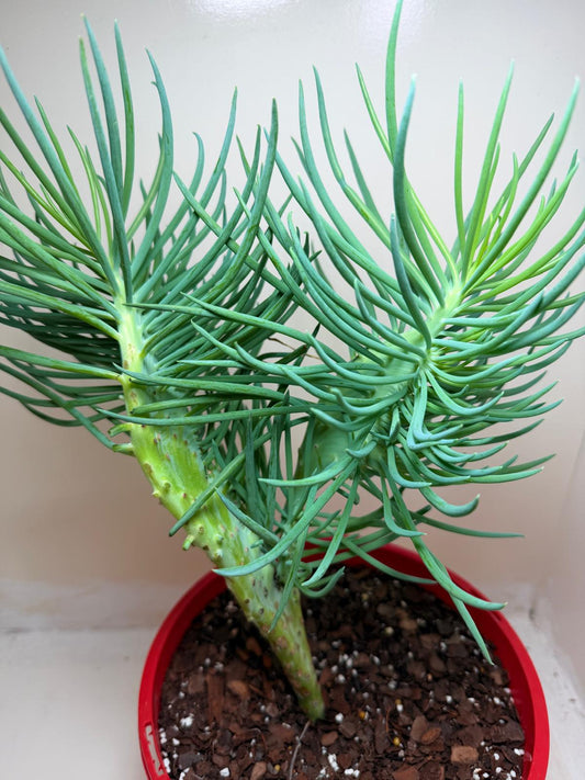 Senecio Talinoides Mermaids Tail #103