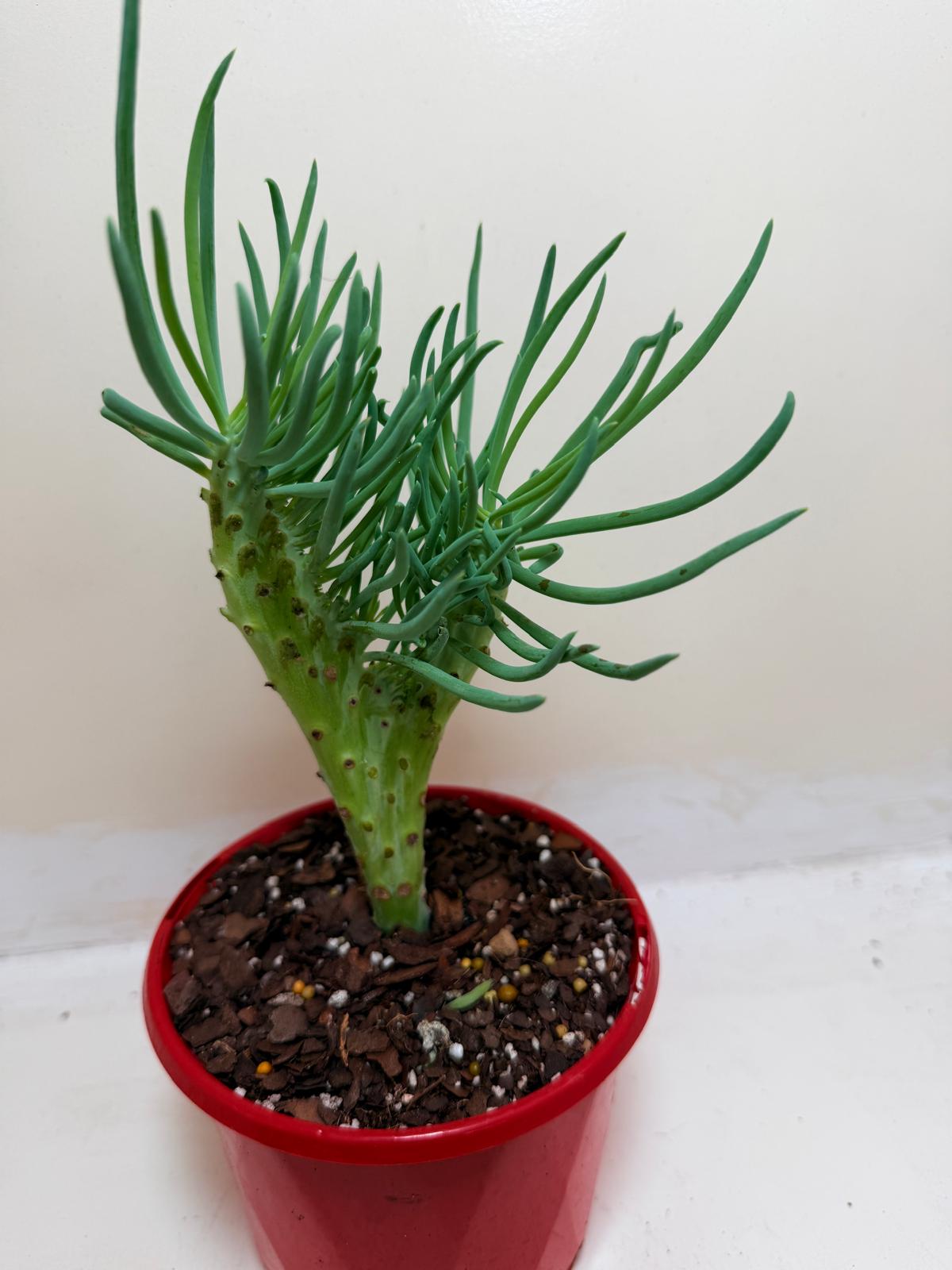 Senecio Talinoides Mermaids Tail #106