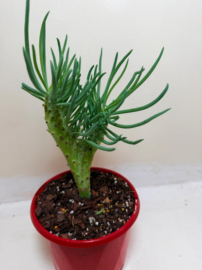 Senecio Talinoides Mermaids Tail #106