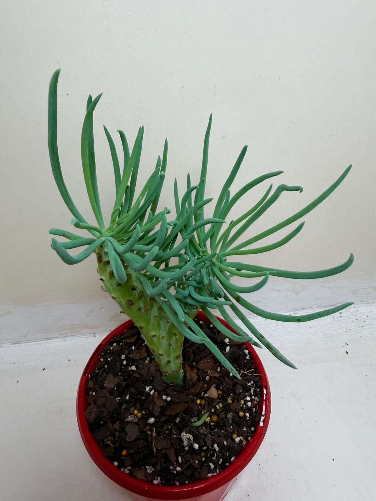 Senecio Talinoides Mermaids Tail #106