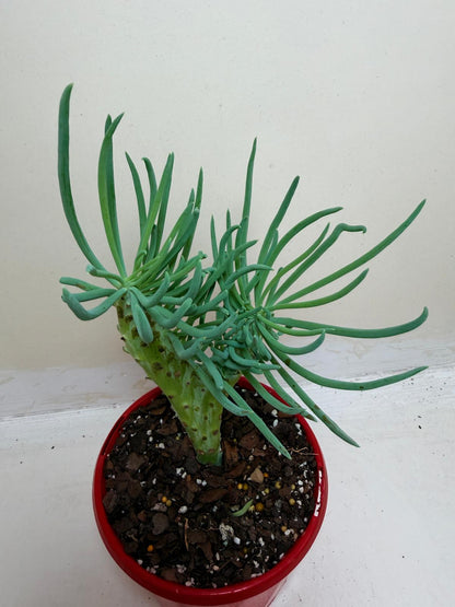 Senecio Talinoides Mermaids Tail #106