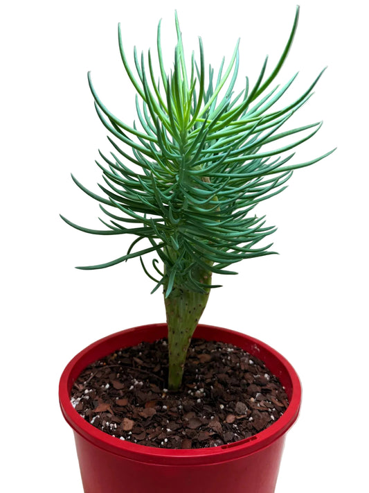 Senecio Talinoides Mermaids Tail #103