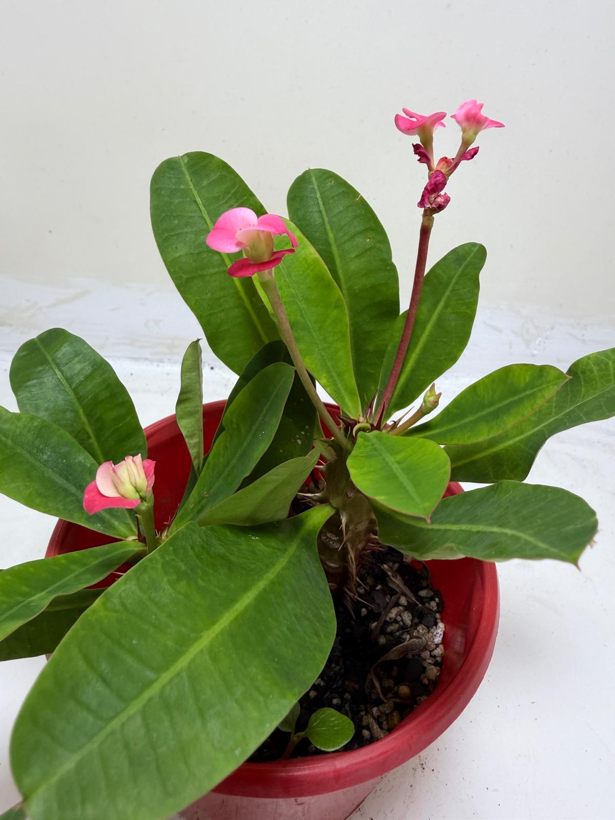 Euphorbia Milli Pink 2 in one #210