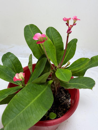 Euphorbia Milli Pink 2 in one #210