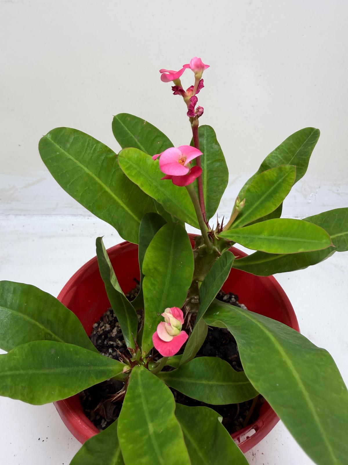 Euphorbia Milli Pink 2 in one #210