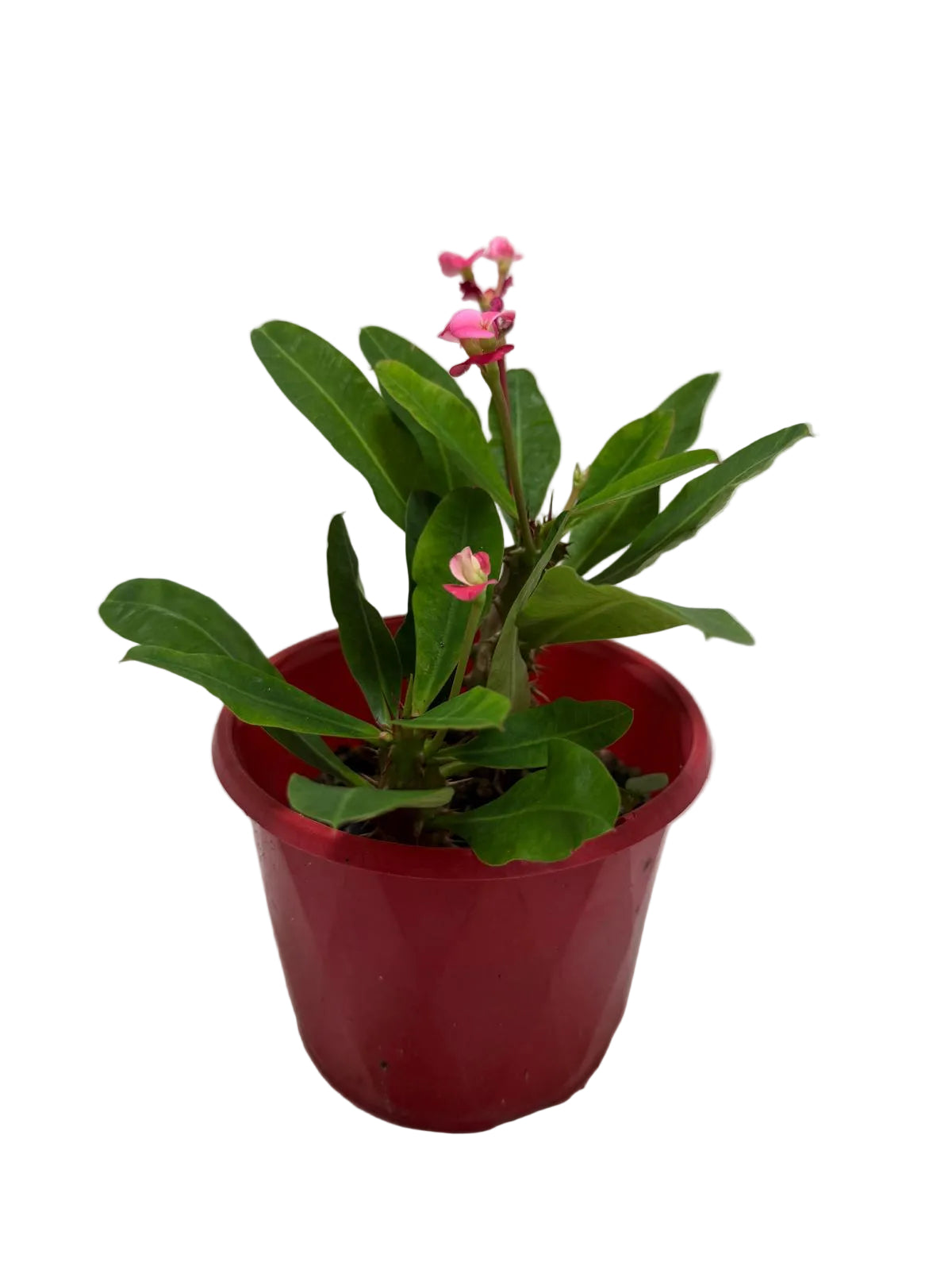 Euphorbia Milli Pink 2 in one #210