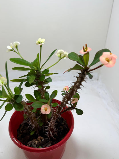 Euphorbia Milli 3 in one #202