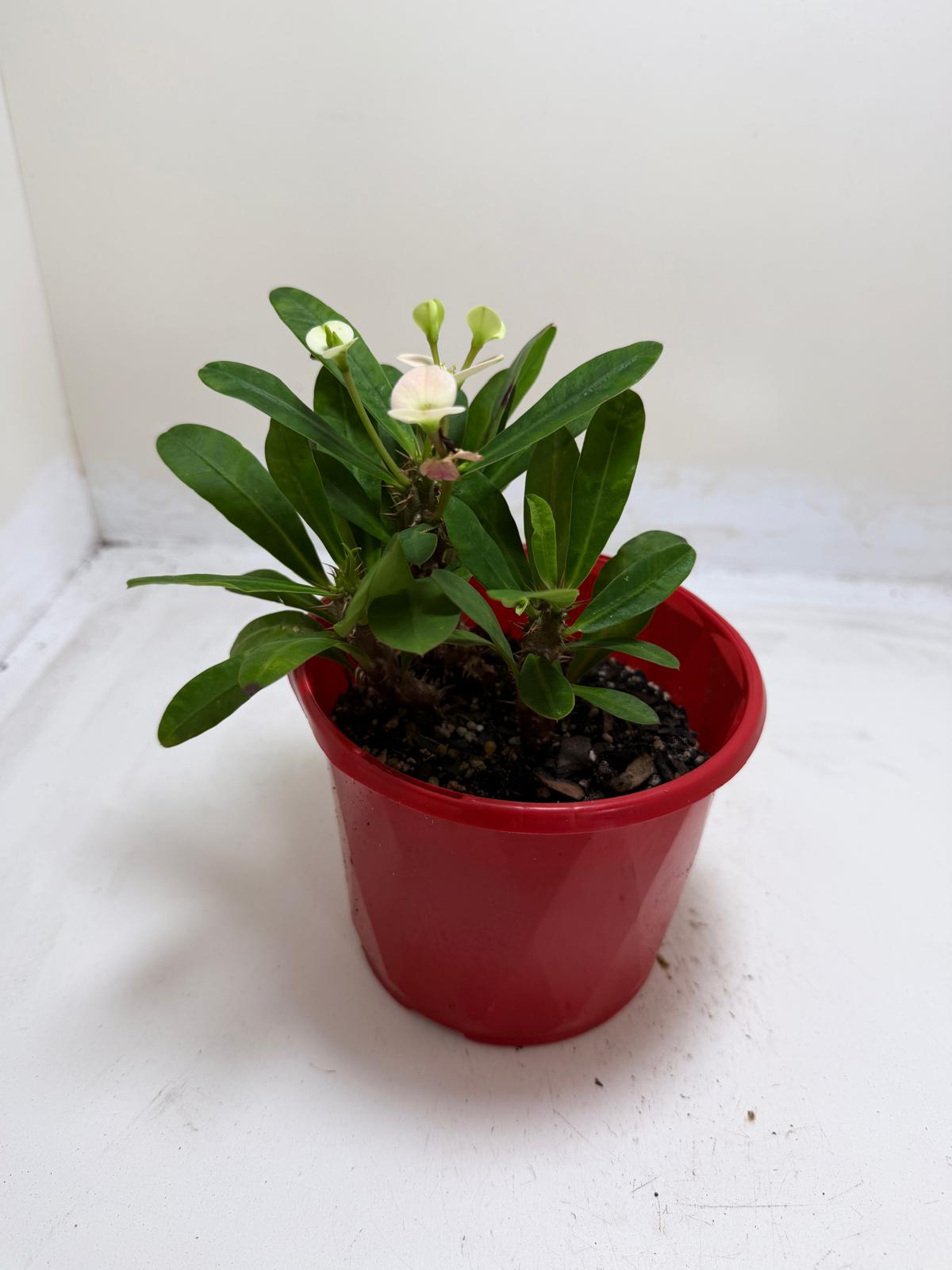 Euphorbia Milli white 3 in one #203