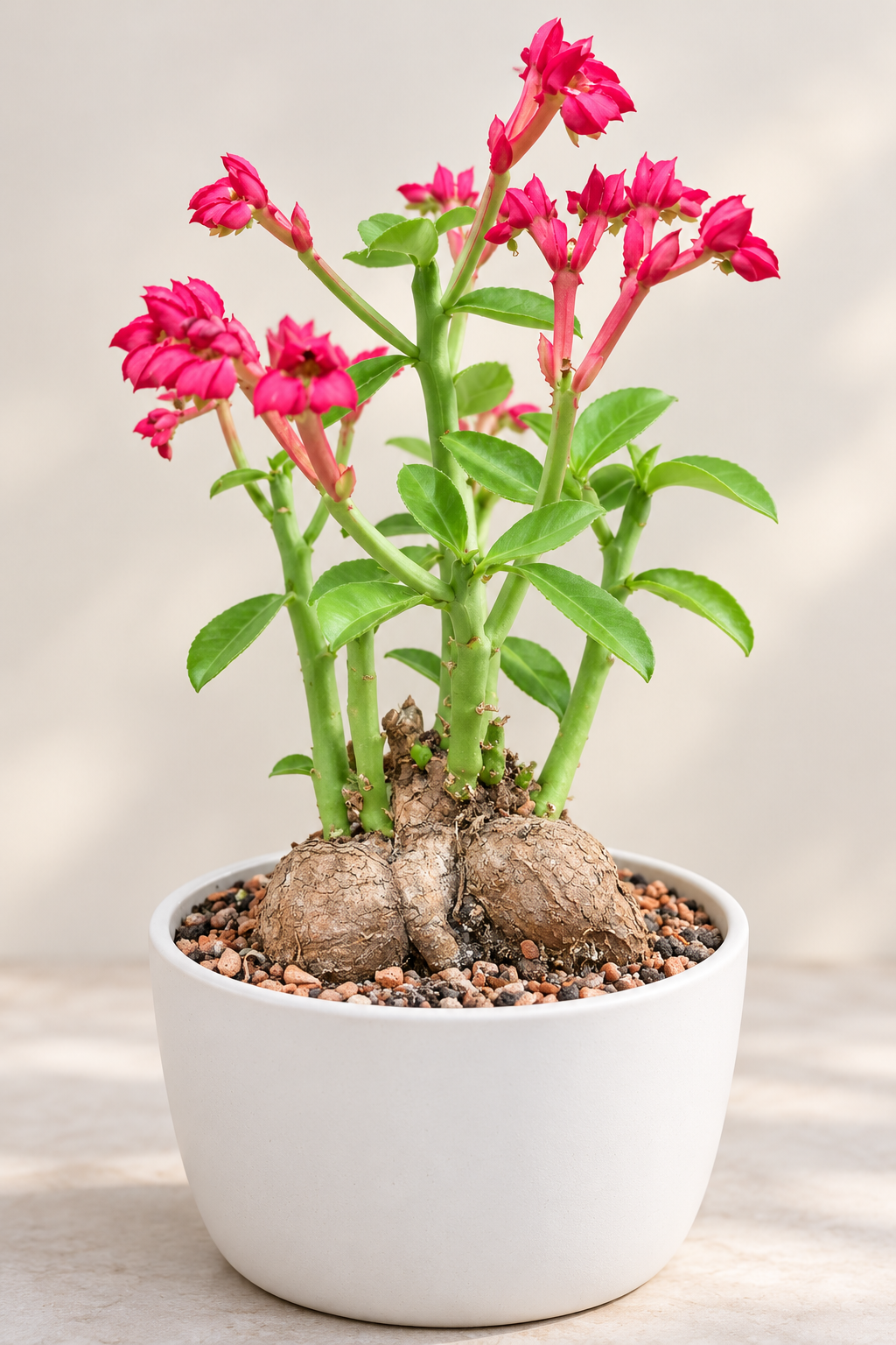 Monadenium coccineum | Rare Caudiciform Succulent