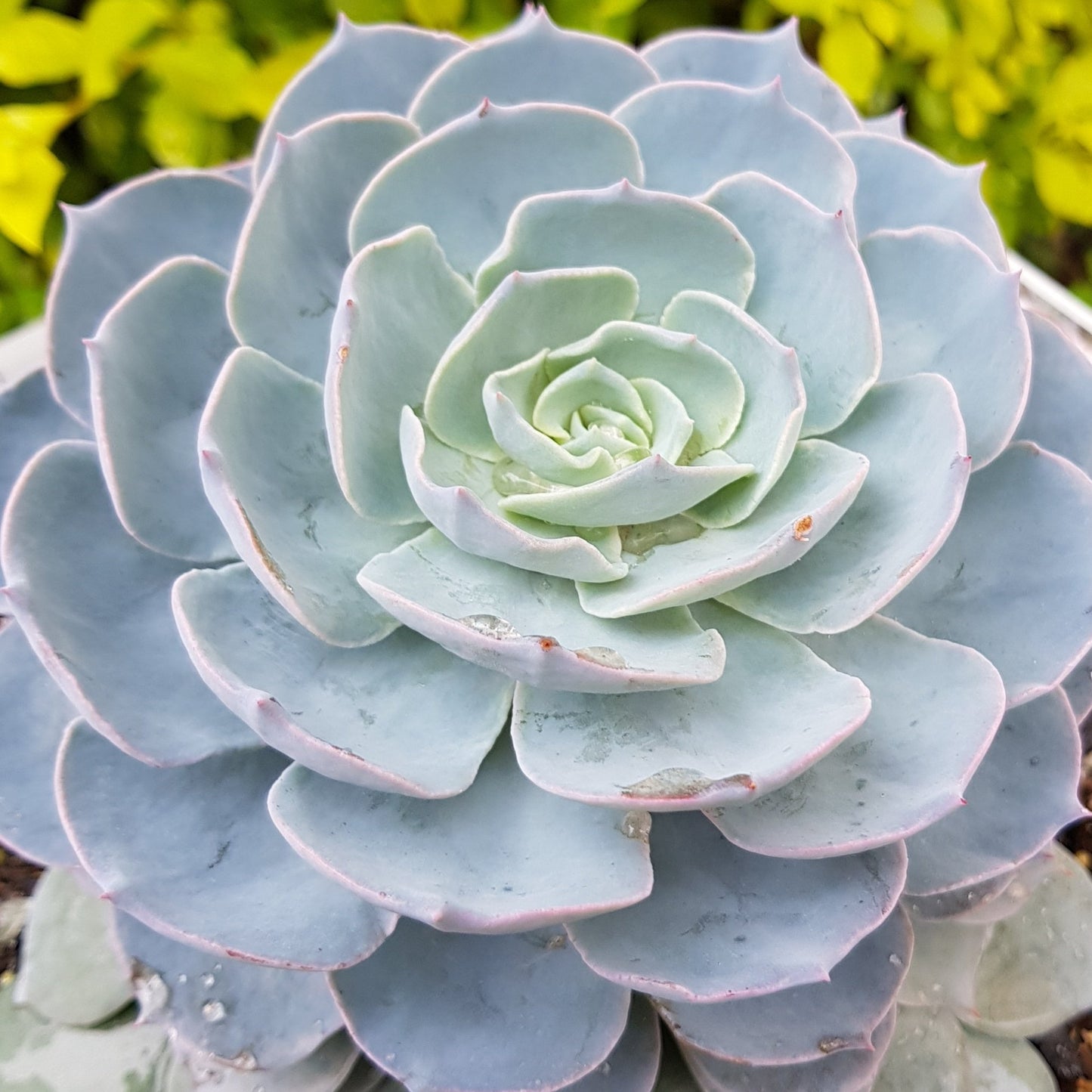 echeveria morning beauty succulent Buy Echeveria Morning Beauty