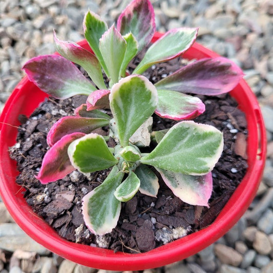 Monadenium Stapeloides Variegated -130mm