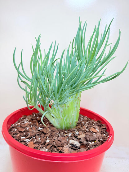 Senecio Talinoides Mermaids Tail #401