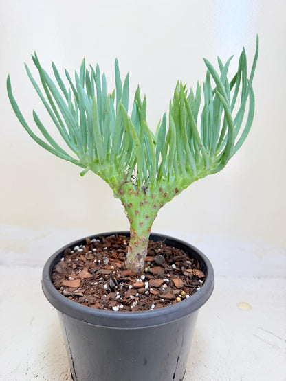 Mermaid Tail : Crested Senecio Talinoides - Narrow Leaf Chalk Stick #405
