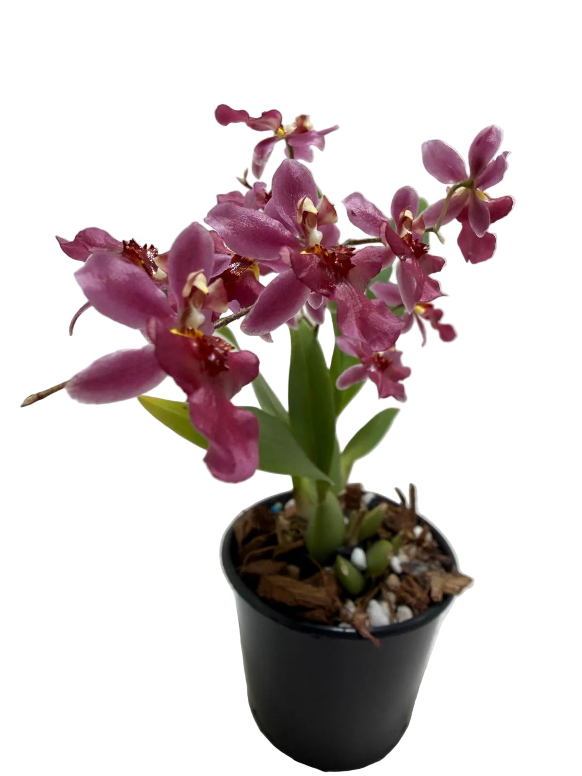 Bptcdm. Possum Woolf Oncidium