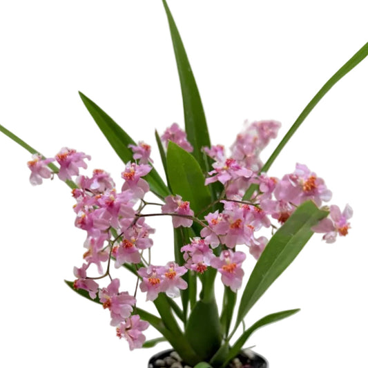 Oncidium Twinkle ‘TZY Dragon #1’ orchid with delicate flowering blooms