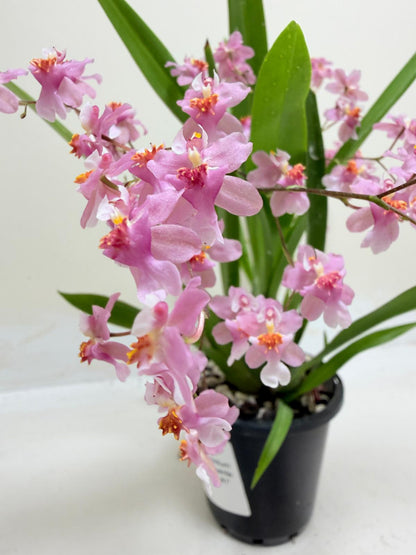Oncidium Twinkle Tsiku Marguerite Chain-Tzy ‘Dragon #1