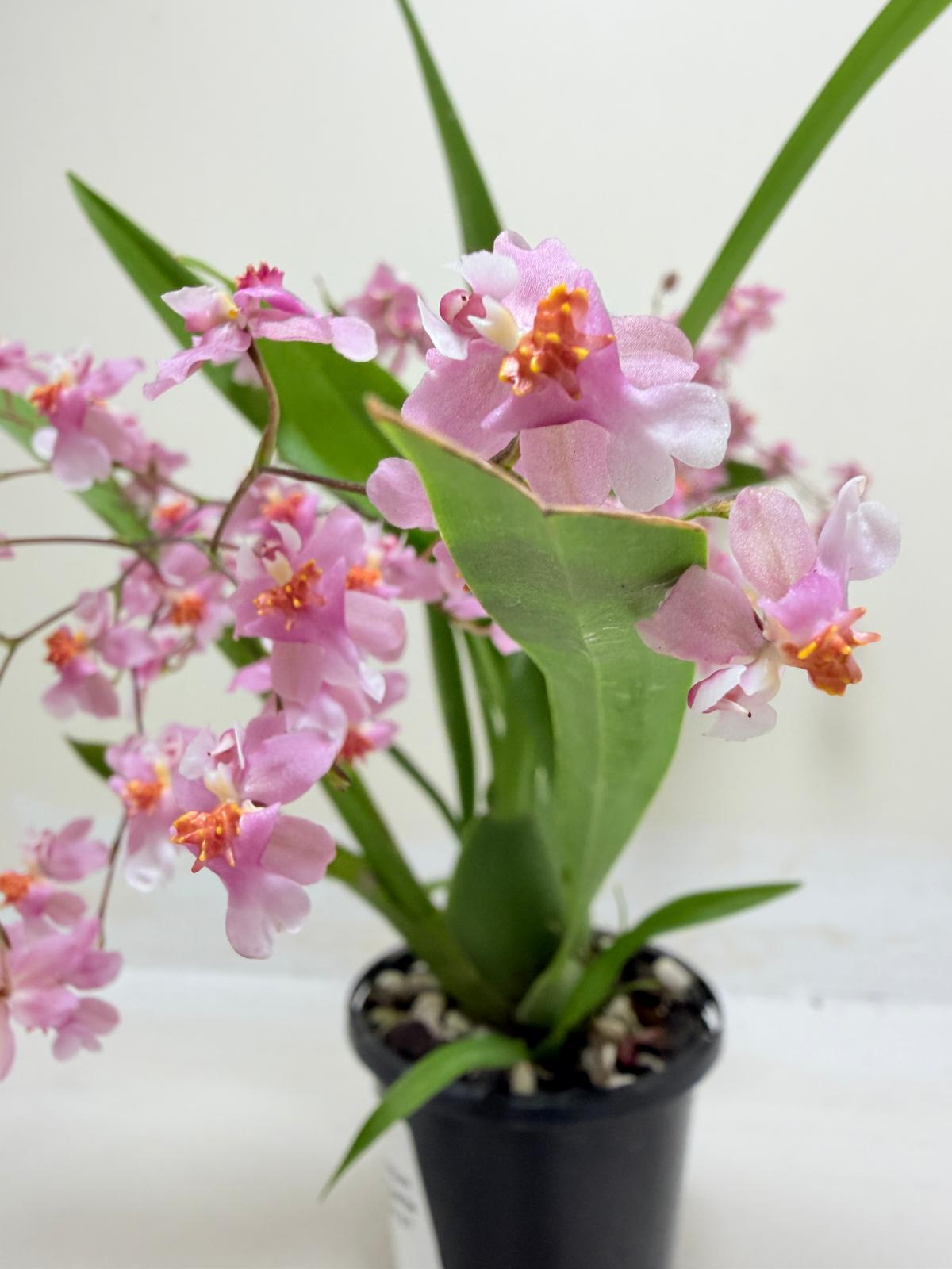 Oncidium Twinkle Tsiku Marguerite Chain-Tzy ‘Dragon #1