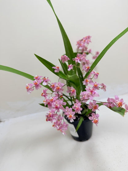 Oncidium Twinkle Tsiku Marguerite Chain-Tzy ‘Dragon #1