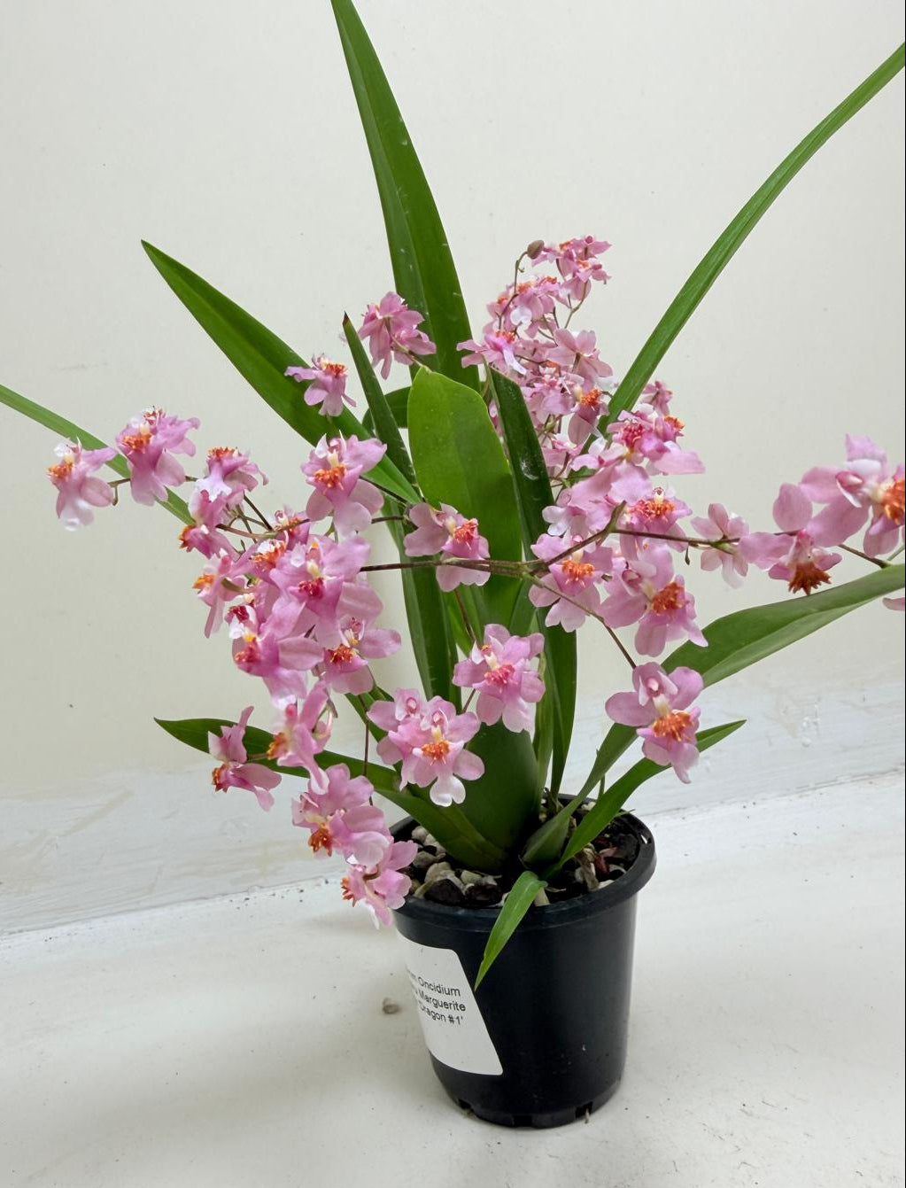 Oncidium Twinkle Tsiku Marguerite Chain-Tzy ‘Dragon #1