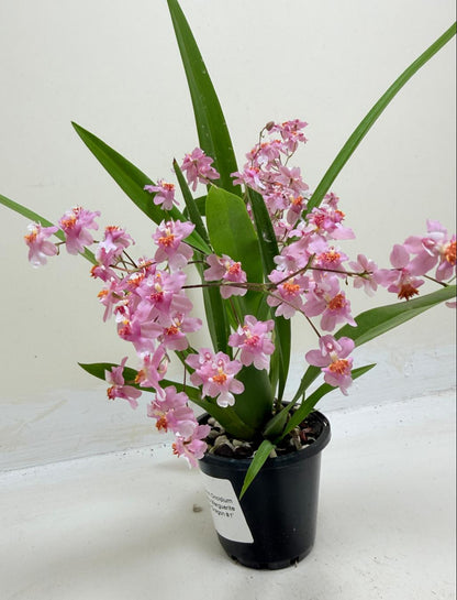Oncidium Twinkle Tsiku Marguerite Chain-Tzy ‘Dragon #1
