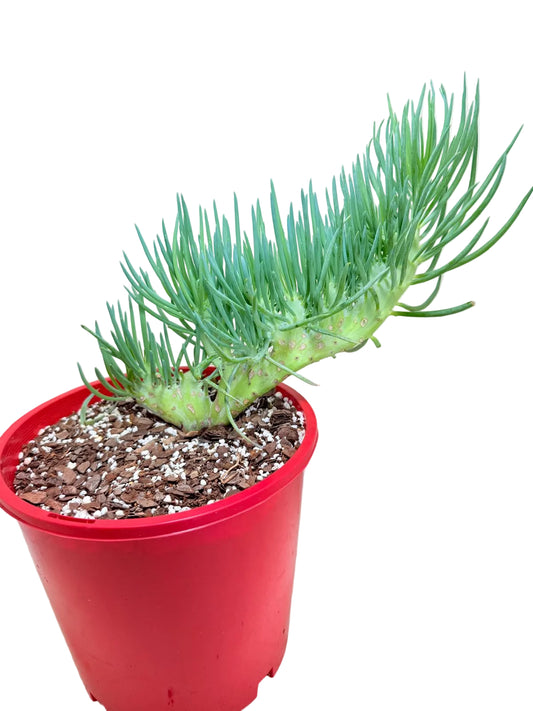 Senecio Talinoides Mermaids Tail #104