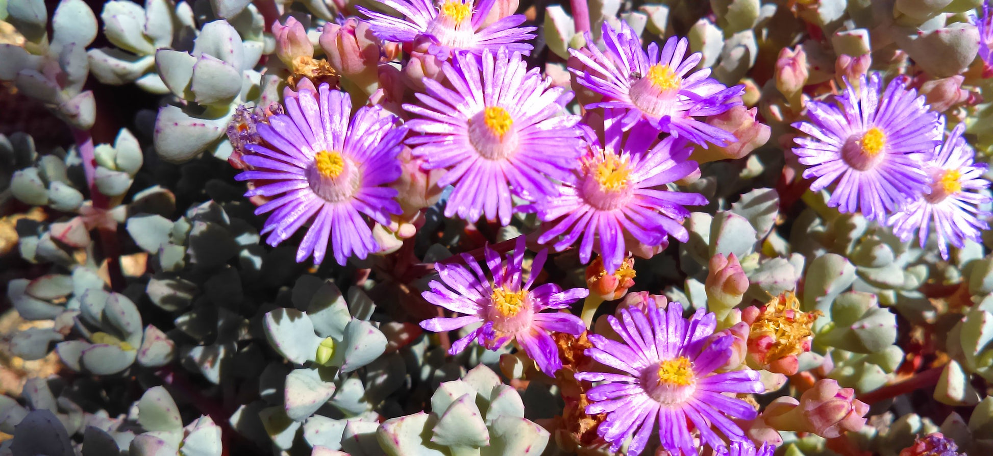 oscularia deltoides succulent Buy Oscularia Deltoides