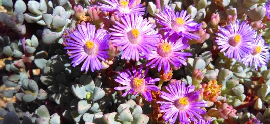 Oscularia Deltoides