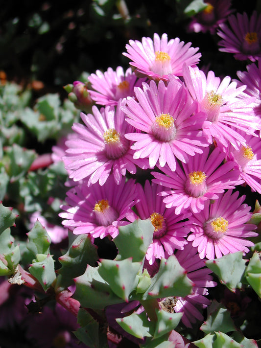 Oscularia Deltoides