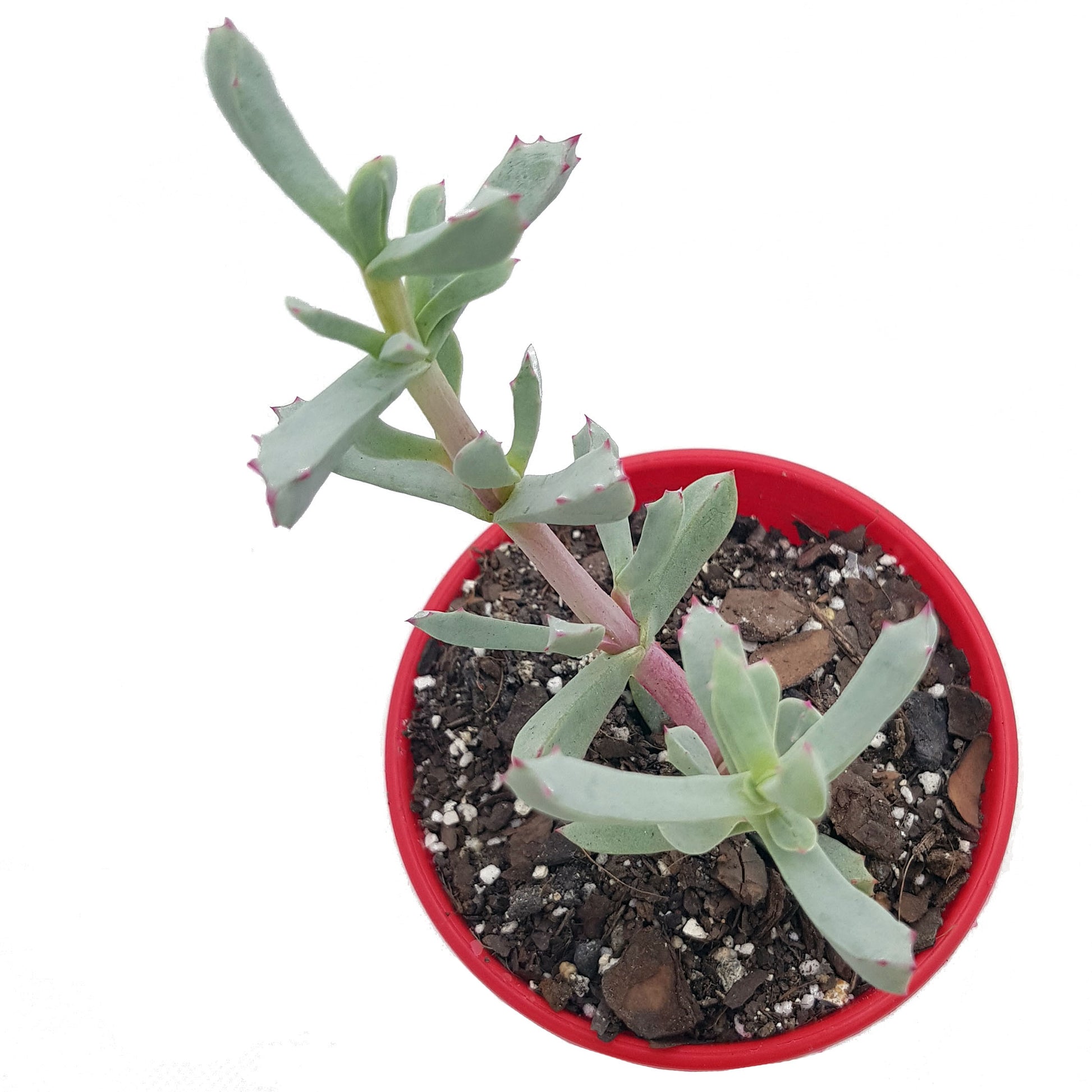 deltoides succulent Buy Oscularia Deltoides