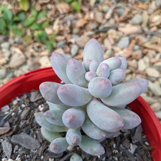 Pachyphytum ‘Rzedowski’
