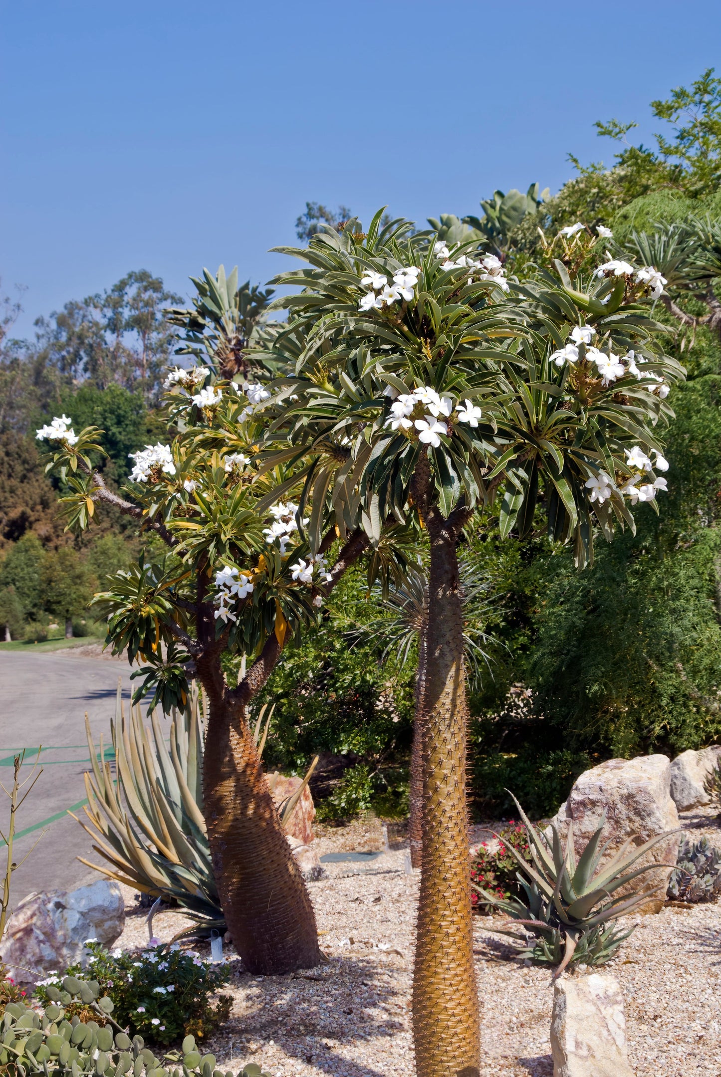 palm plant with white flowers Buy Pachypodium Lamerei White Flower