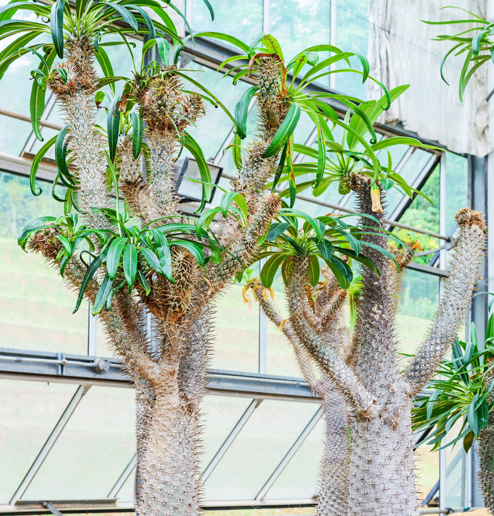 Buy Caudex Plants | Rare & Exotic Caudex Plants – Succulents Online