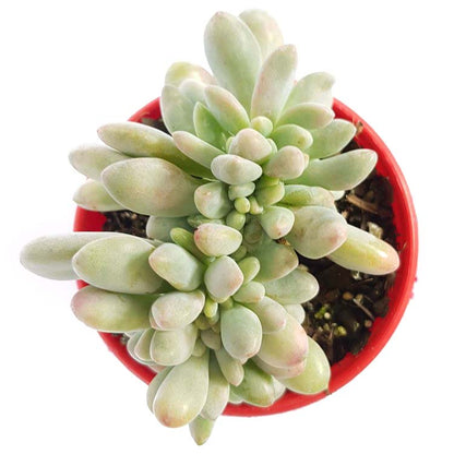 elaine succulent Buy Pachyveria Elaine Wright