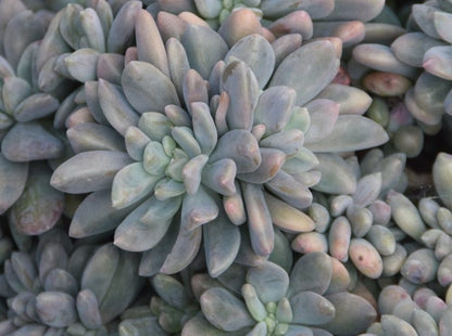 elaine succulent Buy Pachyveria Elaine Wright