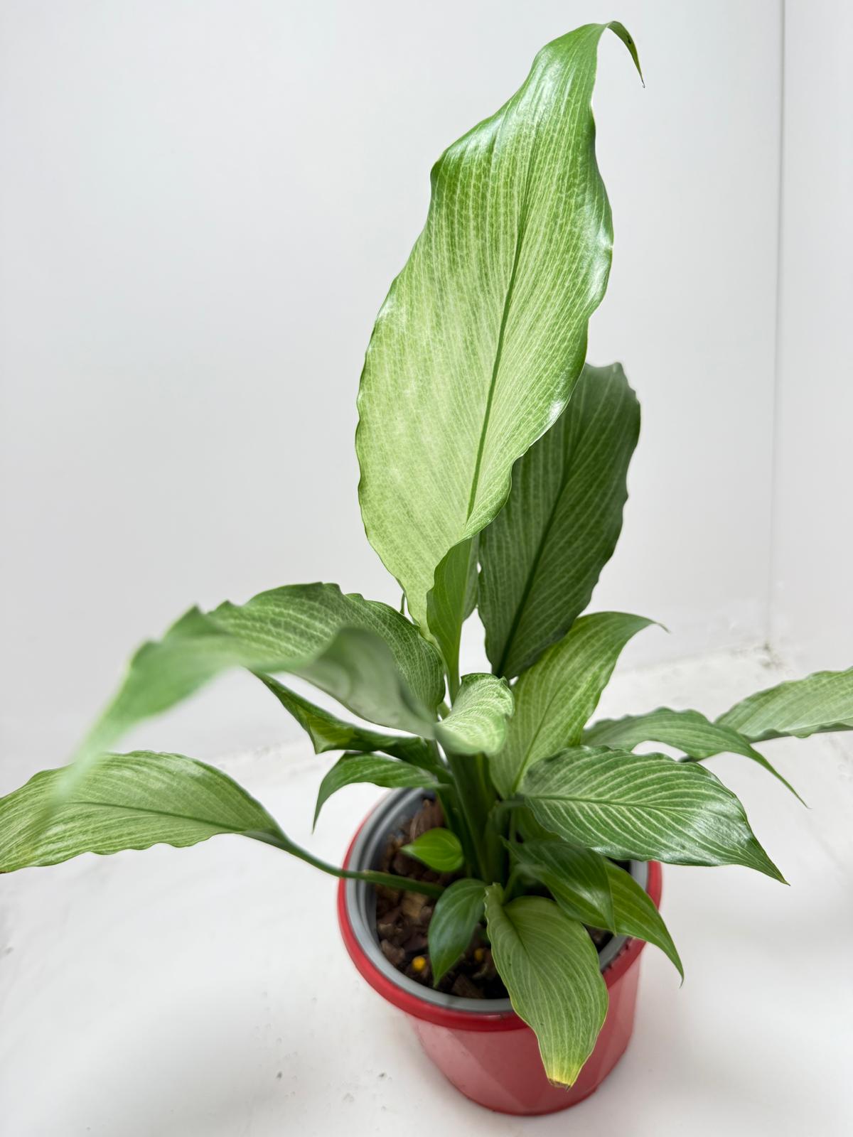 Peace Lily 'Platinum Mist' 130mm