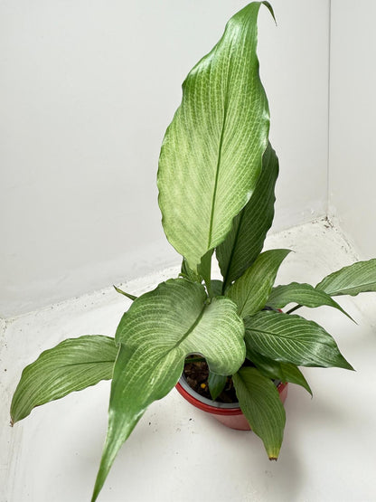 Peace Lily 'Platinum Mist' 130mm